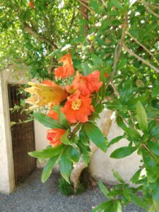 IMG-20260608-WA0023